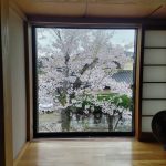 2階の窓からは満開の桜が望めます。